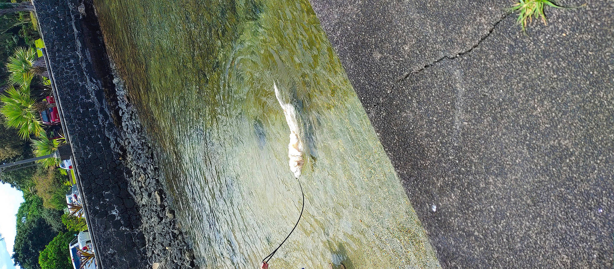 Kuma joined the competition — help win amazing prizes! artifact, asphalt, bedrock, cement, concrete, fault, foot, geology, grass, intrusion, limestone, outcrop, recreation, road_surface, rock, shadow, soil, trunk, wildlife, wood