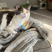 Gidget is registered to the contest to win money with this photo: cat, black_and_white, blanket, cozy, indoor, sunlight, rainbow, reflection, fur, pet, relaxed, home, soft, fabric, animal, mammal, resting, couch, furniture, blurred_background