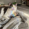 cat, black_and_white, blanket, cozy, indoor, sunlight, rainbow, reflection, fur, pet, relaxed, home, soft, fabric, animal, mammal, resting, couch, furniture, blurred_background
