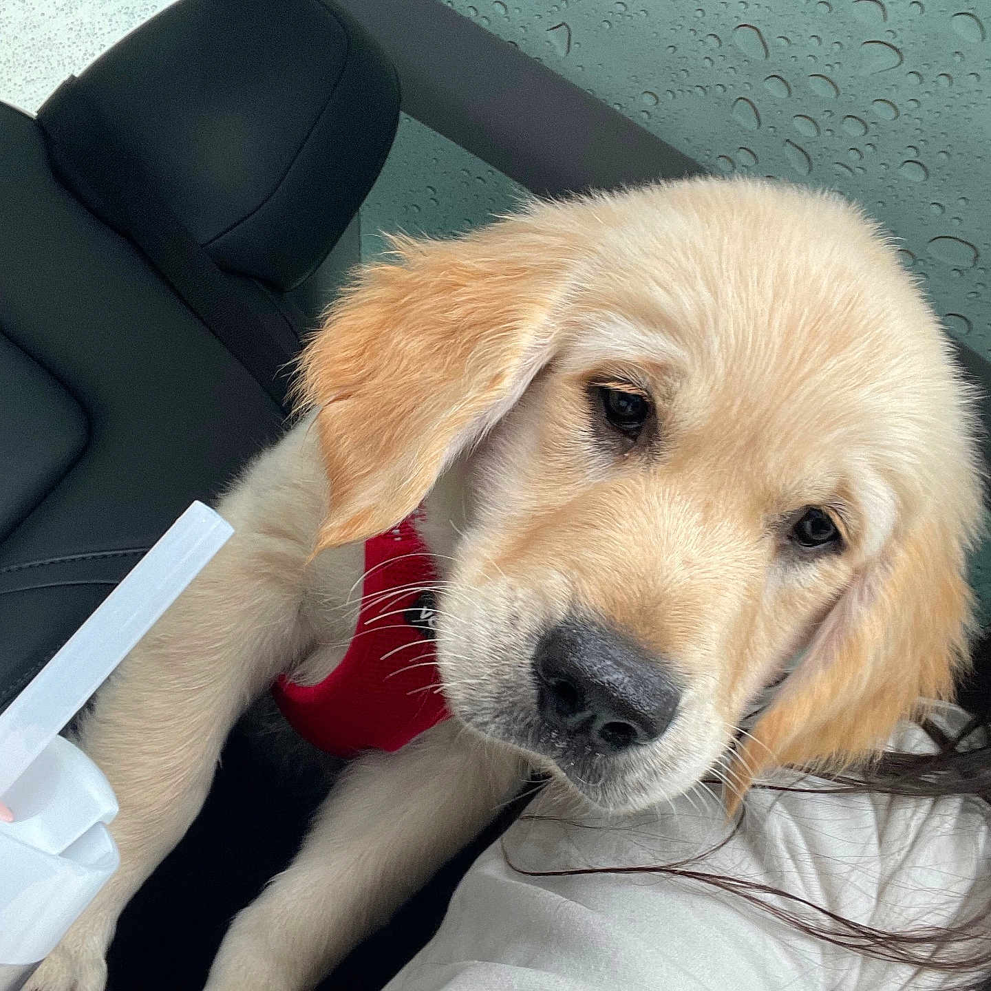 Coors is registered to the contest to win money with this photo: animal, canine, cockerspaniel, couch, cushion, dog, furniture, goldenretriever, headrest, homedecor, hound, labradorretriever, person, pet, puppy, sleeping, snout, whitedog