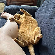 Charlie a rejoint le concours — aidez-le/la à gagner de superbes lots ! cat, orange_cat, feline, pet, couch, quilted_couch, relaxed, stretching, paw, bare_leg, human, indoor, wooden_furniture, tail, fur, whiskers, cozy, resting, animal, domestic
