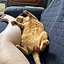cat, orange_cat, feline, pet, couch, quilted_couch, relaxed, stretching, paw, bare_leg, human, indoor, wooden_furniture, tail, fur, whiskers, cozy, resting, animal, domestic