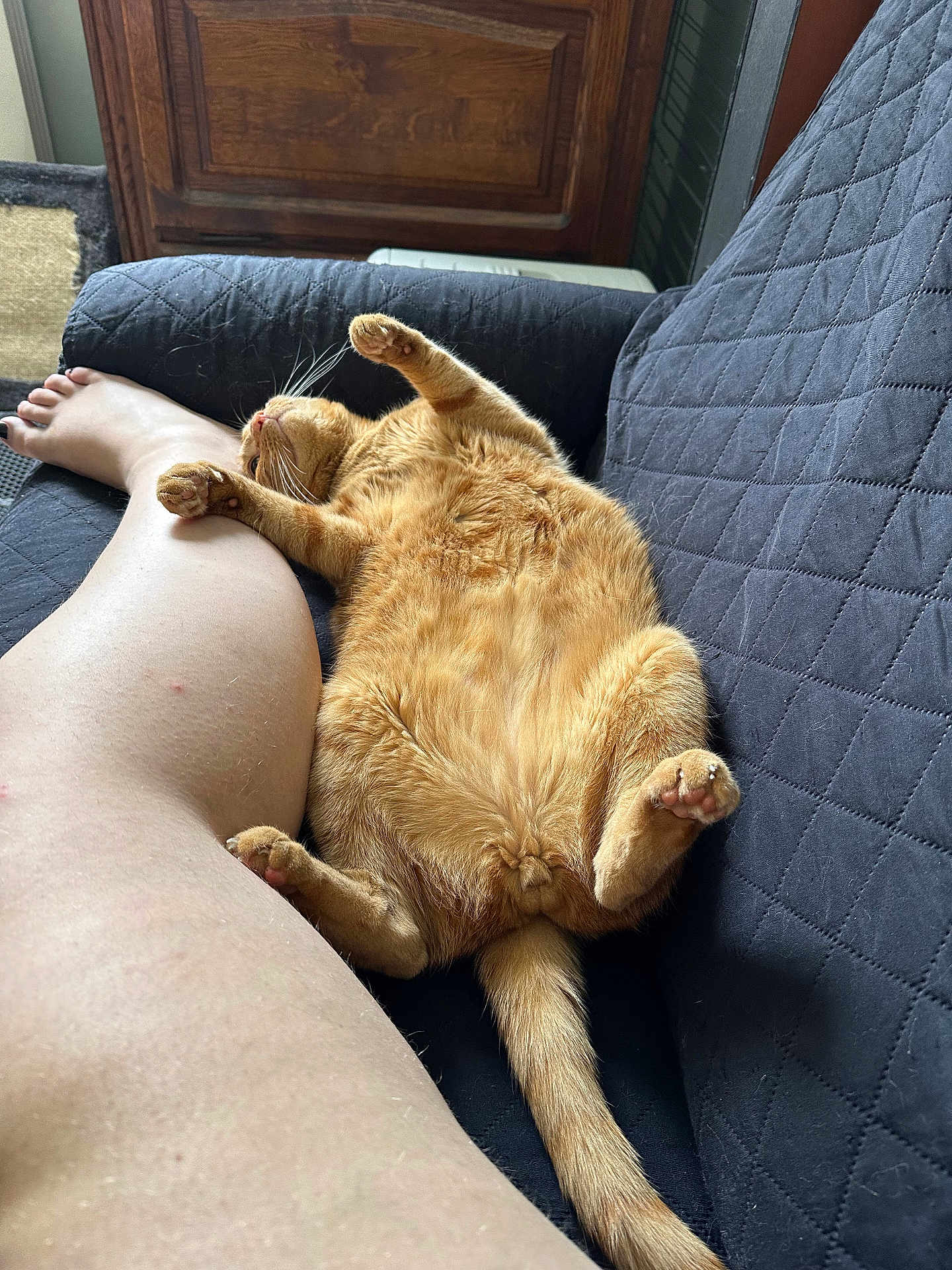 Charlie a rejoint le concours — aidez-le/la à gagner de superbes lots ! cat, orange_cat, feline, pet, couch, quilted_couch, relaxed, stretching, paw, bare_leg, human, indoor, wooden_furniture, tail, fur, whiskers, cozy, resting, animal, domestic