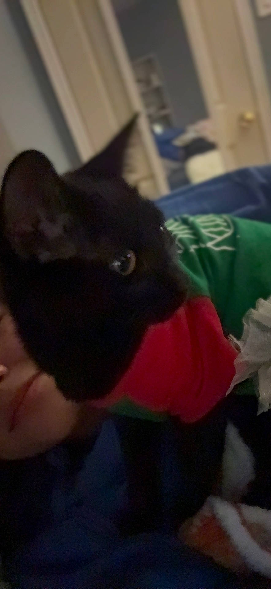 Poppy And Trixie joined the competition — help win amazing prizes! black_cat, cap, carnivore, cat, comfort, domestic_short_haired_cat, ear, felidae, fur, gesture, helmet, magenta, personal_protective_equipment, small_to_medium_sized_cats, t_shirt, tail, whiskers