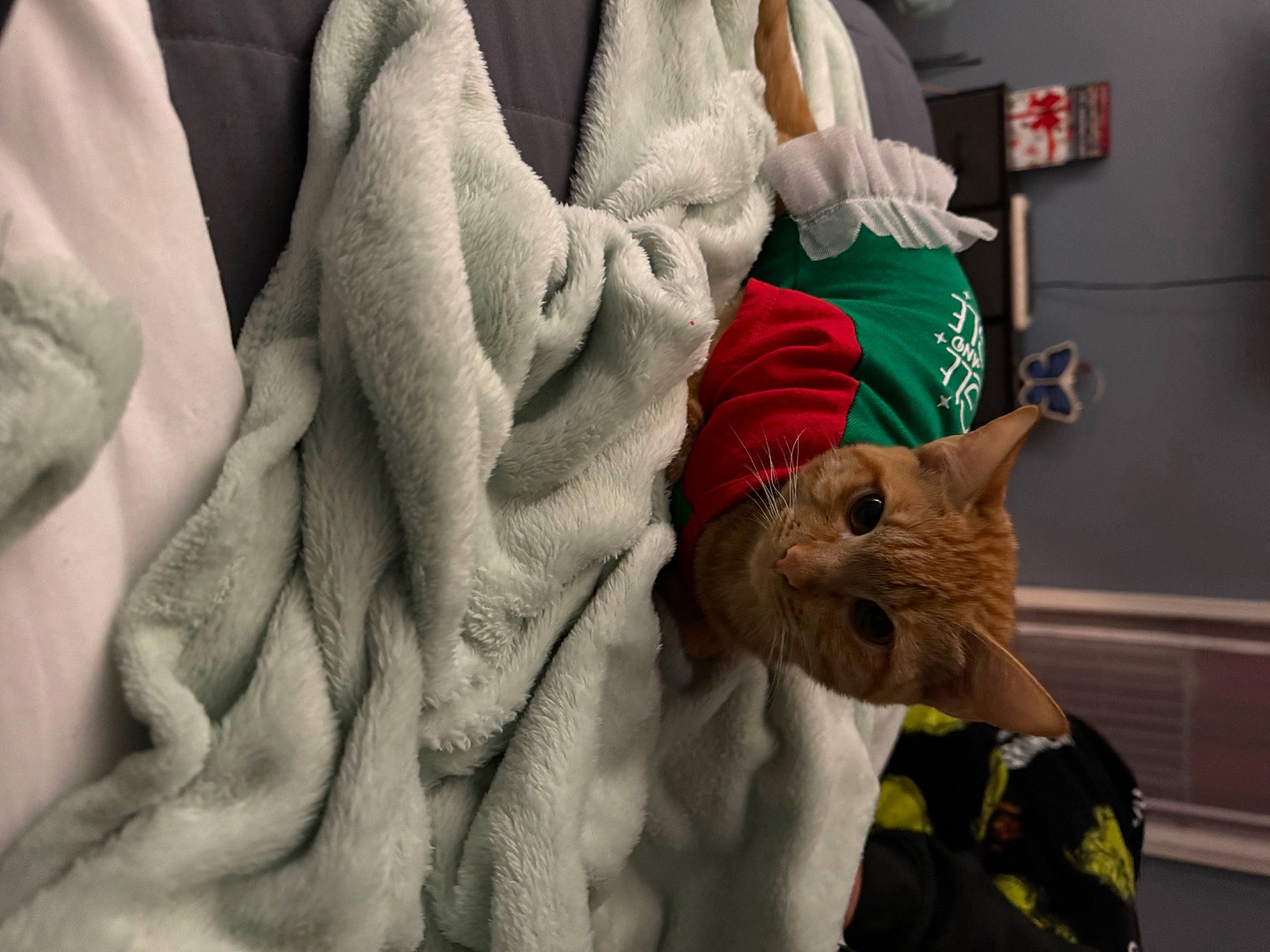 Poppy And Trixie is registered to the contest to win money with this photo: bag, blanket, canidae, carmine, carnivore, cat, child, comfort, companion_dog, domestic_short_haired_cat, fawn, felidae, fur, linens, room, small_to_medium_sized_cats, whiskers, wool