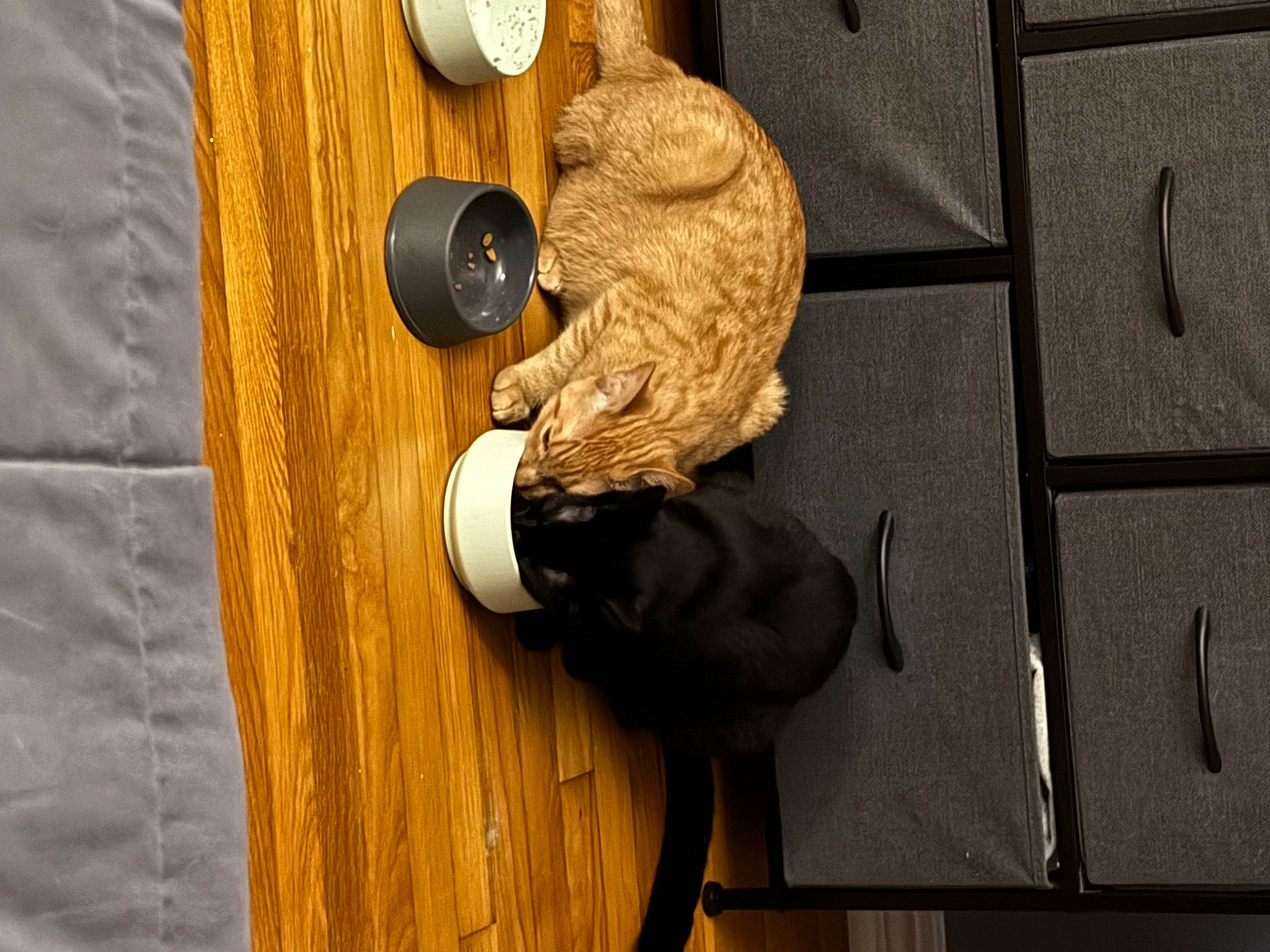 Poppy And Trixie is registered to the contest to win money with this photo: door, door_handle, flooring, handle, hardwood, hat, home_door, household_hardware, latch, lock, metal, pattern, plywood, room, security, tap, varnish, wall, wood, wood_stain