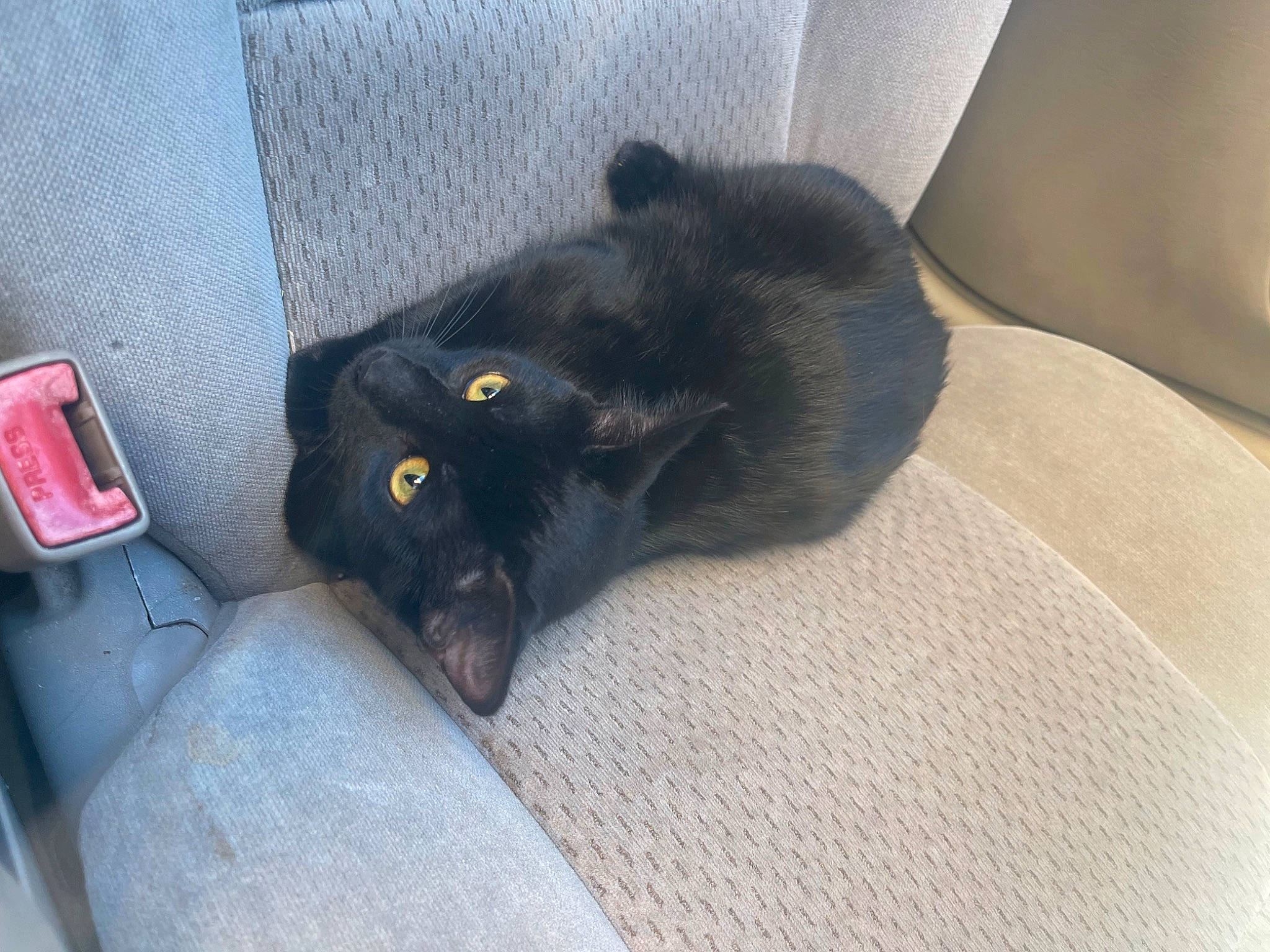 Poppy And Trixie is registered to the contest to win money with this photo: black_cat, bombay, carnivore, cat, claw, comfort, domestic_short_haired_cat, felidae, fur, gas, grey, mammal, paw, small_to_medium_sized_cats, tail, terrestrial_animal, vertebrate, whiskers