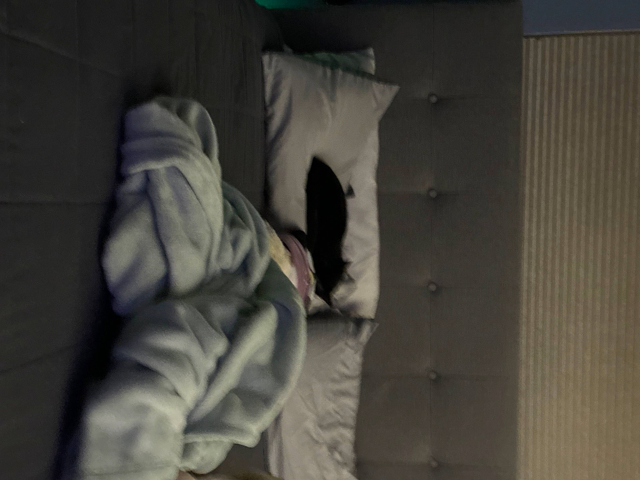 Poppy And Trixie joined the competition — help win amazing prizes! art, bedding, comfort, darkness, fur, grey, hoodie, linens, monochrome, monochrome_photography, plaster, room, sleeve, tints_and_shades, wood