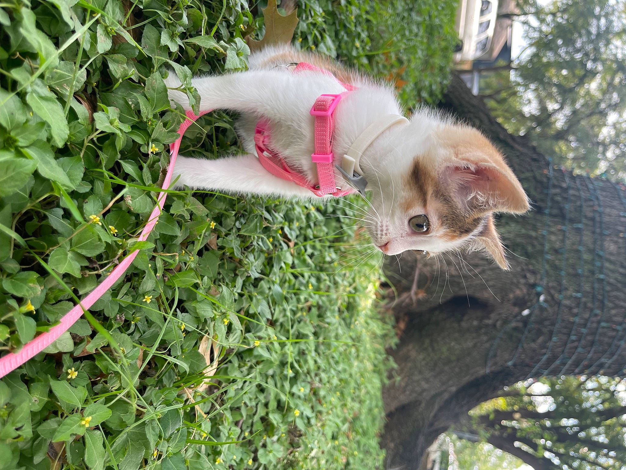 Fatso joined the competition — help win amazing prizes! canidae, carnivore, cat, domestic_short_haired_cat, fawn, felidae, fur, grass, groundcover, herb, organism, plant, small_to_medium_sized_cats, sporting_group, tail, terrestrial_plant, tree, trunk, whiskers, wood