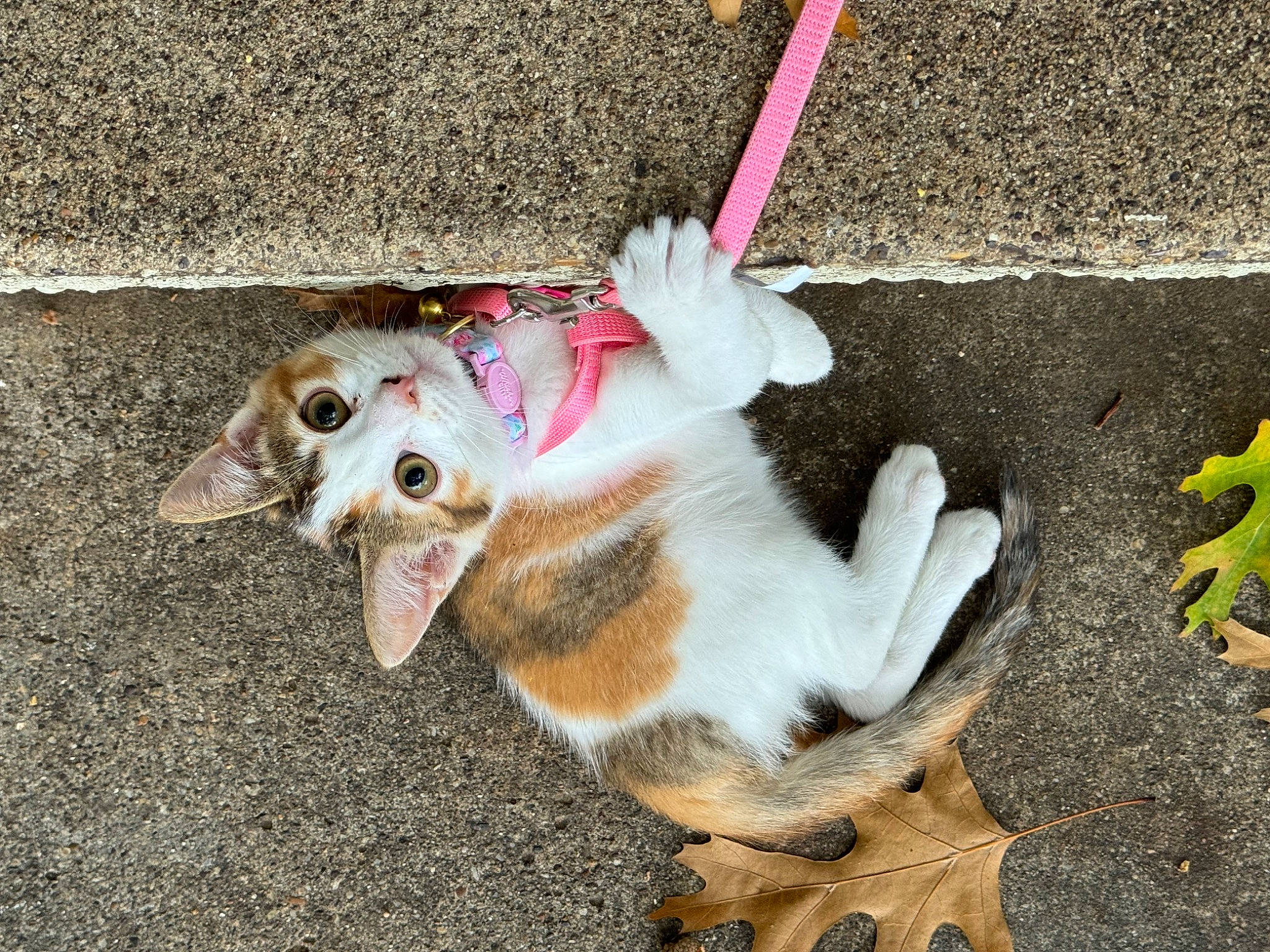 Fatso joined the competition — help win amazing prizes! asphalt, carnivore, cat, claw, collar, companion_dog, dog_breed, domestic_short_haired_cat, fashion_accessory, fawn, felidae, fur, leash, paw, pet_supply, road_surface, sidewalk, small_to_medium_sized_cats, tail, whiskers