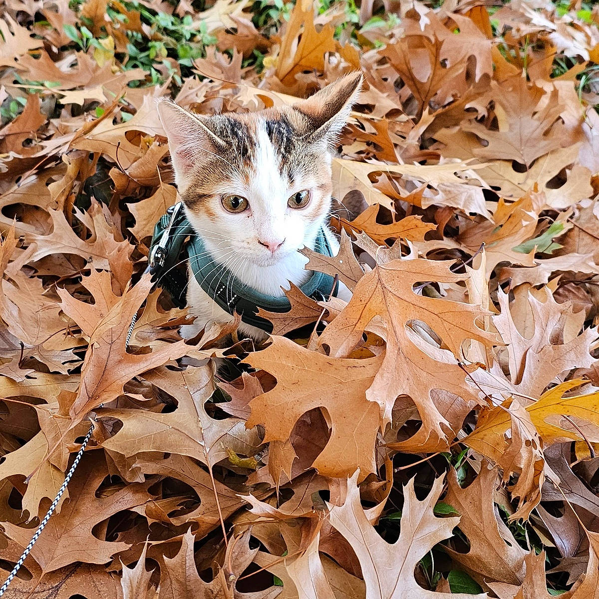 Fatso joined the competition — help win amazing prizes! art, branch, carnivore, cat, deciduous, domestic_short_haired_cat, fawn, felidae, fur, grass, pattern, plant, small_to_medium_sized_cats, snout, tail, terrestrial_animal, tree, twig, whiskers, wood