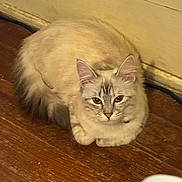 Skye is registered to the contest to win money with this photo: cat, fluffy, indoor, wooden_floor, yellow_wall, pet, animal, feline, curious, calm, resting, close_up, domestic, mammal, whiskers, ears, paws, fur, young_cat, looking