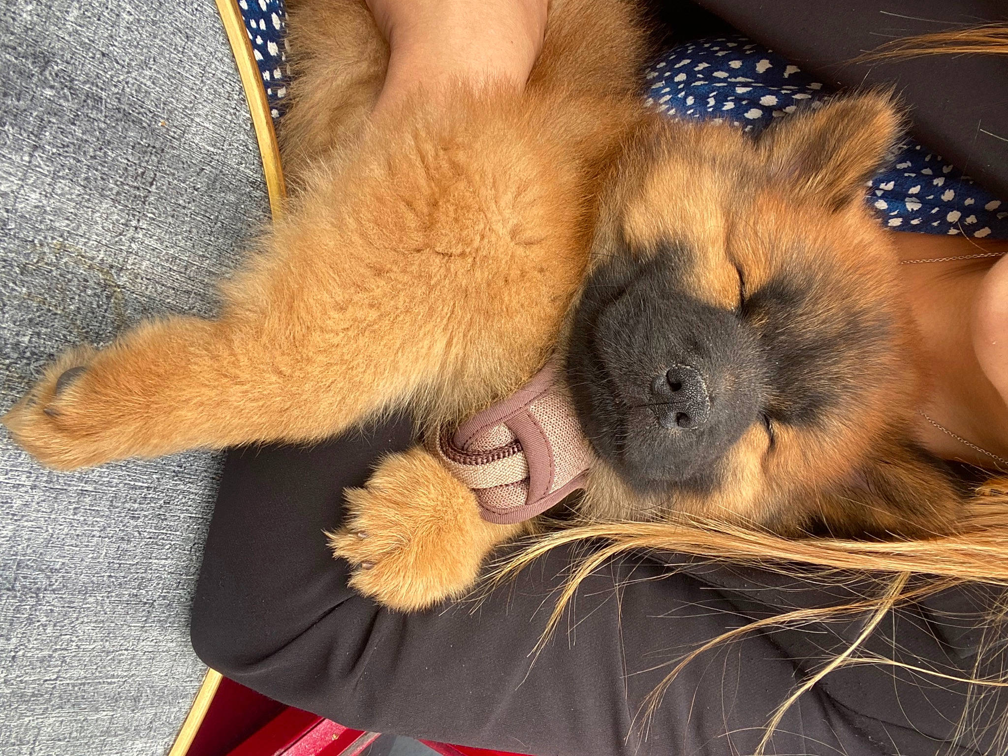 Toundra a rejoint le concours — aidez-le/la à gagner de superbes lots ! canidae, carnivore, claw, comfort, companion_dog, dog, dog_breed, estrela_mountain_dog, fawn, felidae, foot, fur, human_leg, mammal, paw, snout, spitz, sporting_group, vertebrate, whiskers