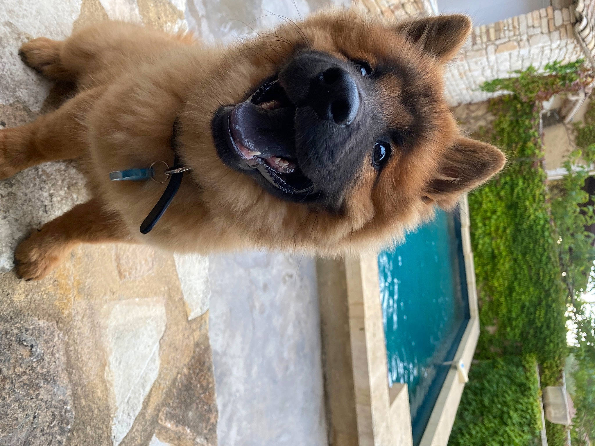 Toundra a rejoint le concours — aidez-le/la à gagner de superbes lots ! ancient_dog_breeds, canidae, carnivore, companion_dog, dog, dog_breed, estrela_mountain_dog, fawn, fur, old_german_shepherd_dog, plant, snout, sporting_group, terrestrial_animal, tree, wildlife, wood, working_animal