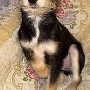 Wewe joined the competition — help win amazing prizes! puppy, dog, pet, animal, cute, sitting, fur, black, tan, white, paw, quilt, floral, pattern, indoor, portrait, young, small, curious, adorable