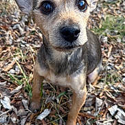 Charlie Dodson is registered to the contest to win money with this photo: animal, brown_fur, close_up, curious, cute, dog, ears, eyes, face, fur, grass, leaves, nature, nose, outdoor, pet, portrait, sitting, small_dog, young_dog