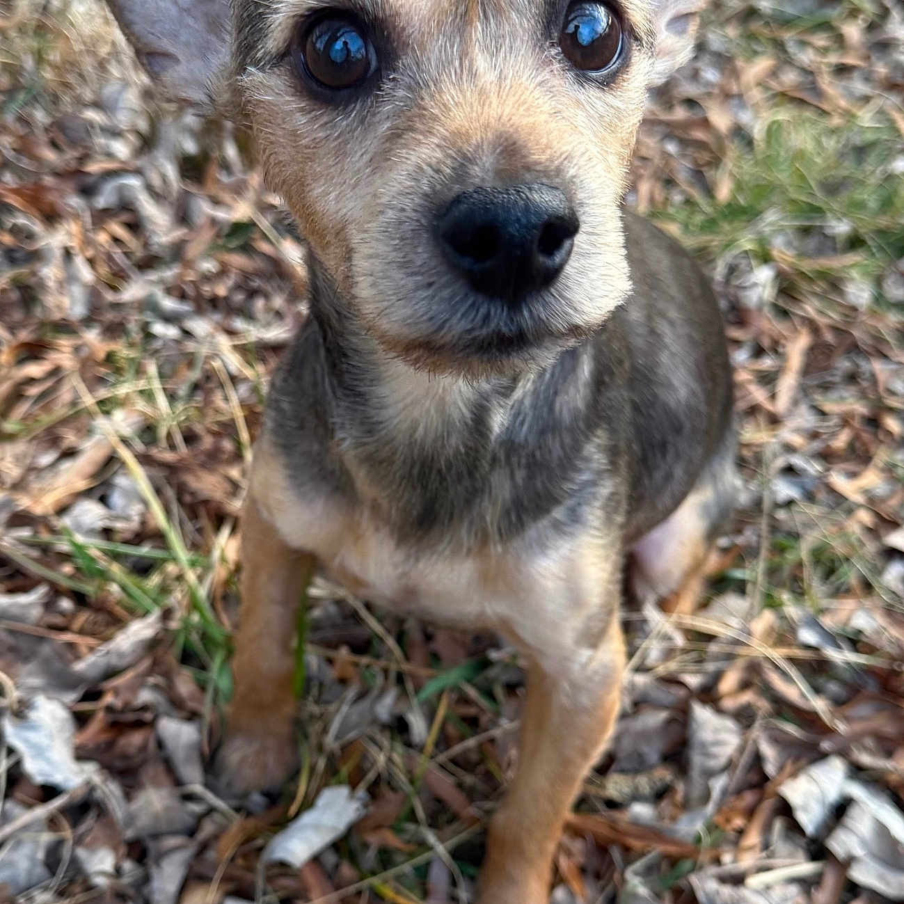 Charlie Dodson is registered to the contest to win money with this photo: animal, brown_fur, close_up, curious, cute, dog, ears, eyes, face, fur, grass, leaves, nature, nose, outdoor, pet, portrait, sitting, small_dog, young_dog