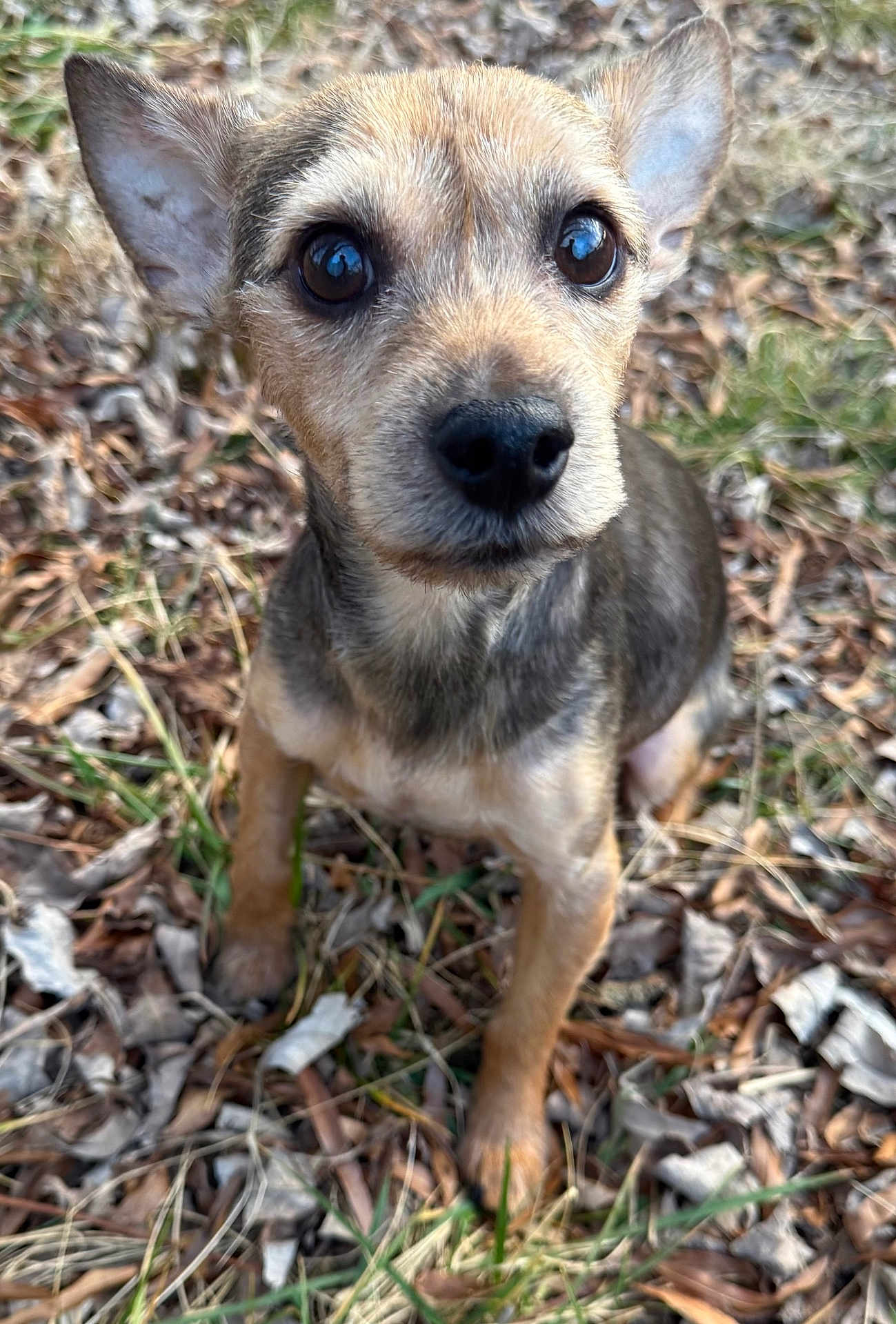 Charlie Dodson is registered to the contest to win money with this photo: animal, brown_fur, close_up, curious, cute, dog, ears, eyes, face, fur, grass, leaves, nature, nose, outdoor, pet, portrait, sitting, small_dog, young_dog