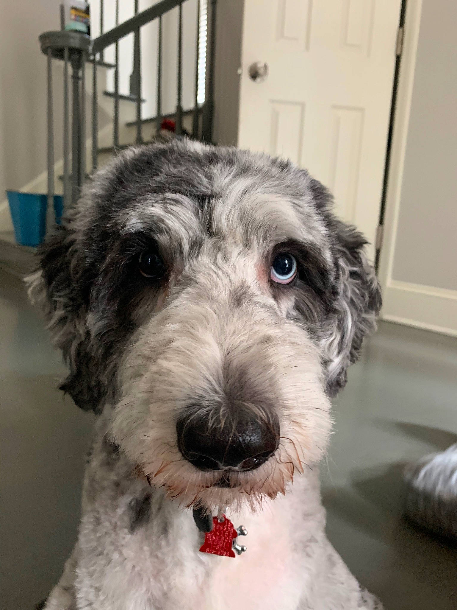 Fonzie joined the competition — help win amazing prizes! briquet_griffon_vendeen, canidae, carnivore, companion_dog, dog, dog_breed, mammal, miniature_poodle, miniature_schnauzer, non_sporting_group, poodle_crossbreed, puppy, rare_breed_dog, schnoodle, snout, sporting_group, sporting_lucas_terrier, terrier, toy_dog, vertebrate