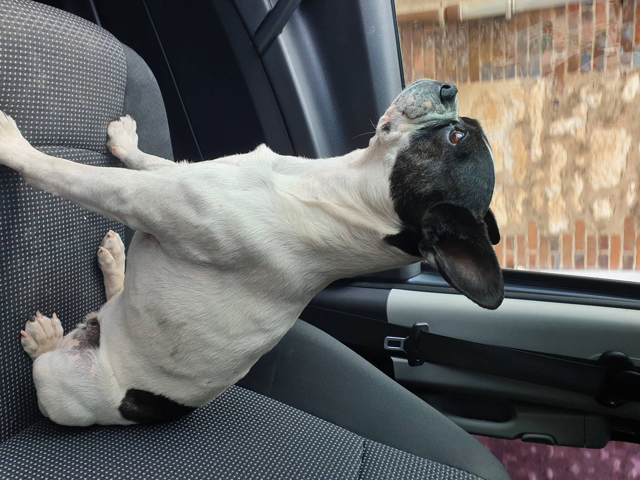 India participe au concours pour gagner de l'argent avec cette photo : automotive_exterior, automotive_window_part, bird, bumper, canidae, carnivore, companion_dog, dog, dog_breed, foot, gadget, gesture, snout, sporting_group, steering_part, steering_wheel, tail, toy, vehicle_door, windshield