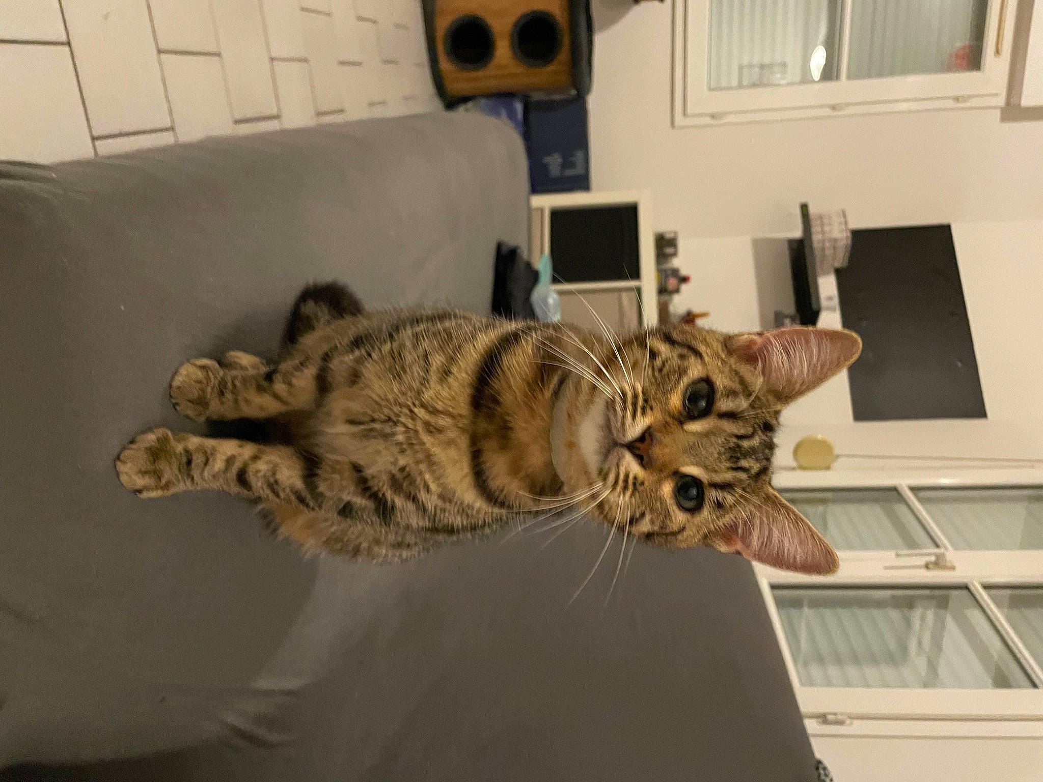 Kurt participe au concours pour gagner de l'argent avec cette photo : audio_equipment, carnivore, cat, claw, comfort, couch, domestic_short_haired_cat, felidae, fur, living_room, paw, personal_computer, picture_frame, room, small_to_medium_sized_cats, snout, studio_couch, tail, whiskers, window