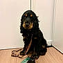Yuna a rejoint le concours — aidez-le/la à gagner de superbes lots ! dog, black_dog, brown_dog, leash, poop_bag_dispenser, wooden_floor, door, indoor, pet, sitting, curly_fur, guilty_look, animal, canine, fur, paw, leash_clip, house, home, companion