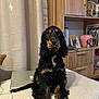 dog, black_dog, curly_fur, sitting, indoor, furniture, curtain, laptop, photo_frame, wooden_cabinet, cozy, pet, animal, home, table, electronic_device, well_groomed, portrait, looking_at_camera, domestic