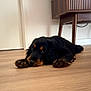 dog, puppy, black, tan, lying_down, floor, wooden_floor, indoor, furniture, home, pet, cute, animal, looking_up, long_ears, fluffy, domestic, resting, canine, adorable