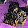 Yuna a rejoint le concours — aidez-le/la à gagner de superbes lots ! puppy, dog, black, tan, curly_fur, blanket, purple, cozy, indoor, home, closeup, pet, cute, sleepy, resting, soft, fur, face, animal, comfort