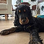 dog, black_dog, brown_dog, pet, indoor, living_room, wooden_floor, furniture, chair, table, household_items, relaxed, lying_down, canine, fur, paw, domestic_animal, curious, cozy, home