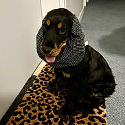 Yuna participe au concours pour gagner de l'argent avec cette photo : puppy, dog, black_dog, tan_markings, polka_dot, fabric, bonnet, leopard_print, mat, indoor, carpet, hallway, tongue_out, cute, pet, animal, sitting, playful, fur, young_dog