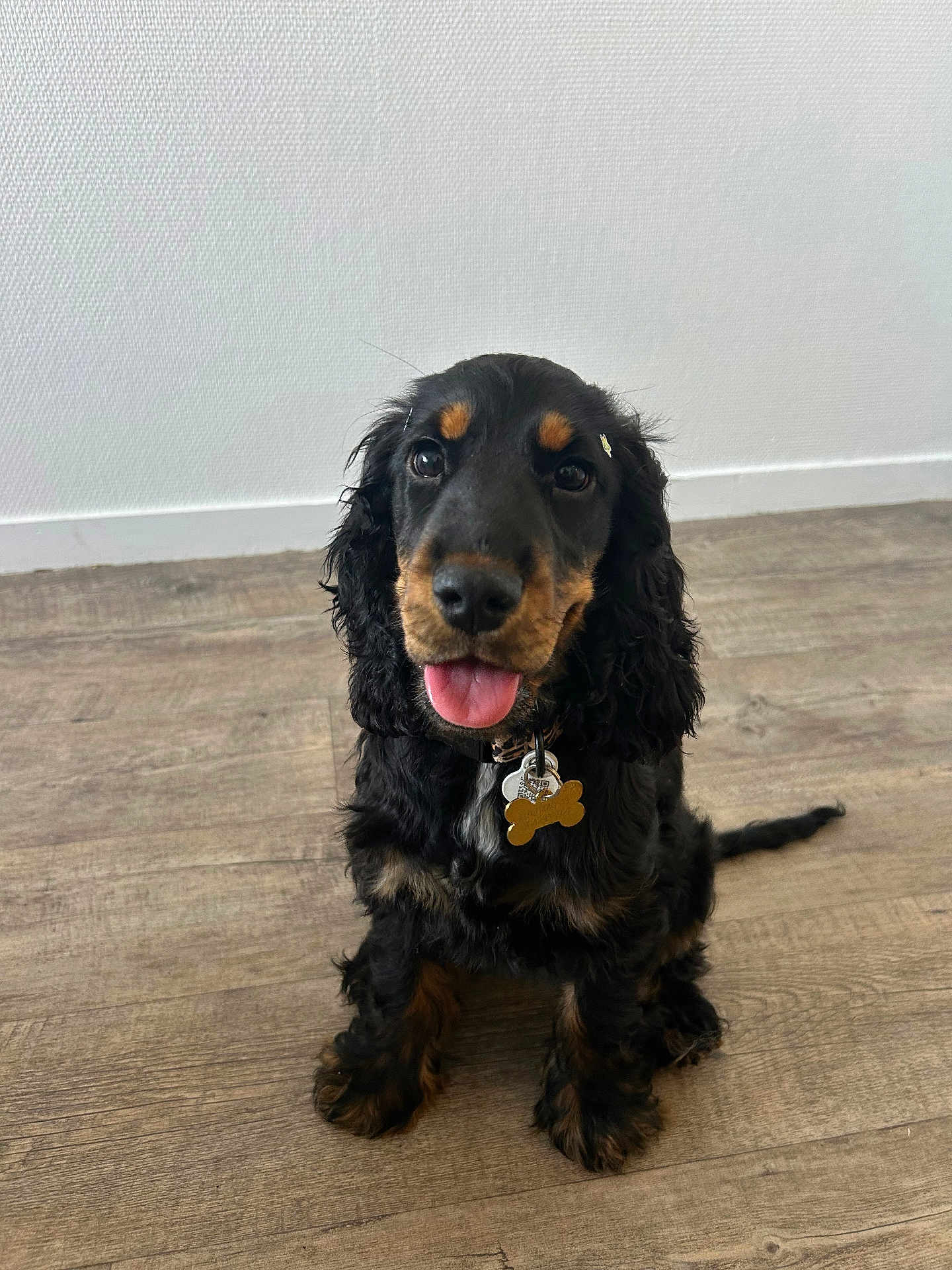 Yuna participe au concours pour gagner de l'argent avec cette photo : puppy, dog, black, brown, curly_fur, tongue_out, collar, bone_tag, floor, wooden_floor, indoor, pet, cute, sitting, looking_at_camera, animal, young_dog, happy, domestic, companion