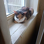 Nena joined the competition — help win amazing prizes! cat, calico, windowsill, window, indoor, sleeping, feline, pet, sunlight, wood, fence, resting, cozy, quiet, animal, domestic, daylight, fur, calm, curled_up