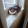cat, calico, windowsill, window, indoor, sleeping, feline, pet, sunlight, wood, fence, resting, cozy, quiet, animal, domestic, daylight, fur, calm, curled_up