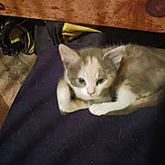 Nena joined the competition — help win amazing prizes! animal, cat, cozy, cute, domestic, fabric, floor, furry, gray, indoor, kitten, lying_down, pet, relaxed, resting, small, soft, white, wooden_furniture, young