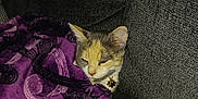 Nena joined the competition — help win amazing prizes! bell, blanket, cat, collar, comfort, couch, cozy, domestic_animal, feline, fur, home, indoor, nap, patterned_blanket, pet, purple, relaxed, resting, sleepy, soft