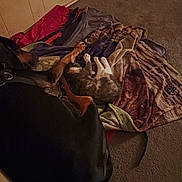 Miguel joined the competition — help win amazing prizes! dog, cat, blanket, carpet, indoor, nap, resting, friendship, wood_paneling, animal, pet, cozy, quiet, sleeping, floor, pile, brown, black, orange, calm