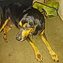 Miguel joined the competition — help win amazing prizes! dog, black, tan, lying, carpet, blanket, indoors, pet, animal, canine, floor, collar, fur, paw, resting, quiet, side_view, large_dog, domestic_animal, relaxed