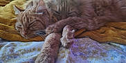 Jerry joined the competition — help win amazing prizes! abyssinian, animal, bed, bedroom, blanket, cat, couch, cushion, furniture, homedecor, indoors, kitten, linen, manx, person, pet, quilt, room, sleeping, towel