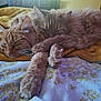 abyssinian, animal, bed, bedroom, blanket, cat, couch, cushion, furniture, homedecor, indoors, kitten, linen, manx, person, pet, quilt, room, sleeping, towel