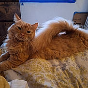Jerry is registered to the contest to win money with this photo: cat, orange_cat, fluffy, pet, indoor, bed, blanket, tail, feline, resting, cute, fur, animal, domestic_animal, relaxed, cozy, chair, radiator, home, sleepy