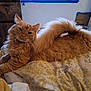 abyssinian, animal, bed, bedroom, blanket, cat, computer, couch, cushion, furniture, hardwood, homedecor, indoors, kitten, linen, manx, pet, plywood, room, wood