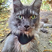 Boris is registered to the contest to win money with this photo: cat, gray_cat, green_eyes, fluffy_fur, outdoor, nature, leaves, animal, pet, close_up, portrait, mammal, whiskers, ears, ground, sunlight, forest_floor, wildlife, feline, resting