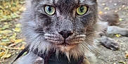 Boris is registered to the contest to win money with this photo: animal, cat, close_up, ears, feline, fluffy_fur, forest_floor, gray_cat, green_eyes, ground, leaves, mammal, nature, outdoor, pet, portrait, resting, sunlight, whiskers, wildlife