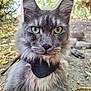 cat, gray_cat, green_eyes, fluffy_fur, outdoor, nature, leaves, animal, pet, close_up, portrait, mammal, whiskers, ears, ground, sunlight, forest_floor, wildlife, feline, resting