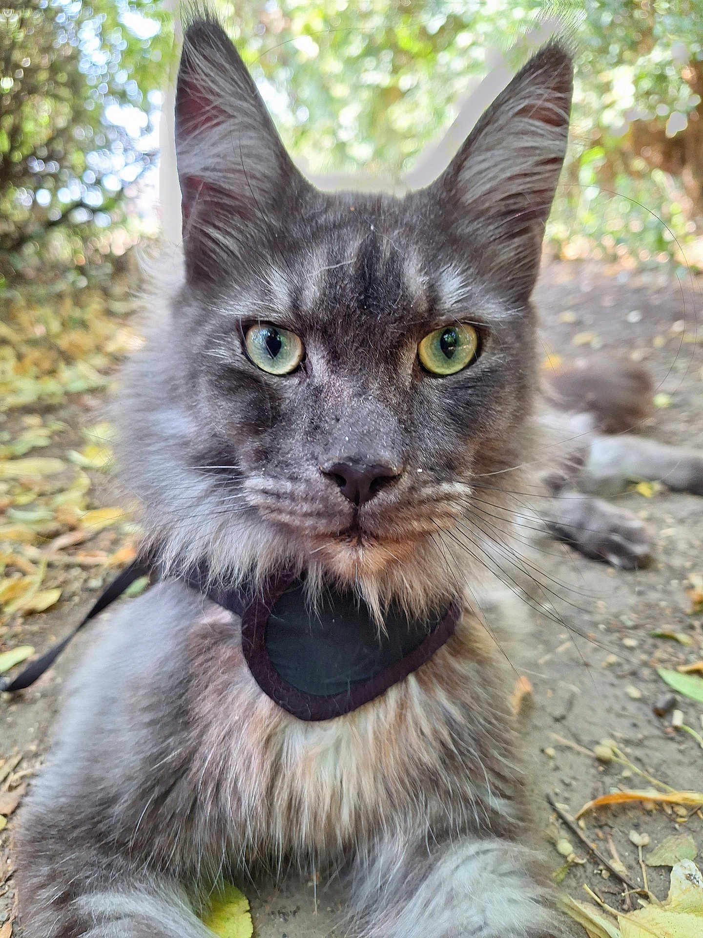 Boris is registered to the contest to win money with this photo: cat, gray_cat, green_eyes, fluffy_fur, outdoor, nature, leaves, animal, pet, close_up, portrait, mammal, whiskers, ears, ground, sunlight, forest_floor, wildlife, feline, resting