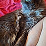 Boris is registered to the contest to win money with this photo: cat, feline, pet, fur, legs, human, indoor, bed, blanket, curious, closeup, resting, animal, whiskers, ears, eyes, paws, cozy, relaxed, domestic