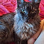Boris is registered to the contest to win money with this photo: cat, fluffy, green_eyes, pet, indoor, bed, pink_bedspread, person, legs, fur, closeup, domestic_animal, resting, feline, portrait, animal, cute, whiskers, ears, relaxed