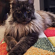 Boris joined the competition — help win amazing prizes! cat, long_hair, feline, indoor, carpet, patchwork_rug, close_up, relaxed, laying_down, focused_eyes, fluffy, pet, domestic_animal, mammal, whiskers, paws, fur, household, animal_portrait, cozy