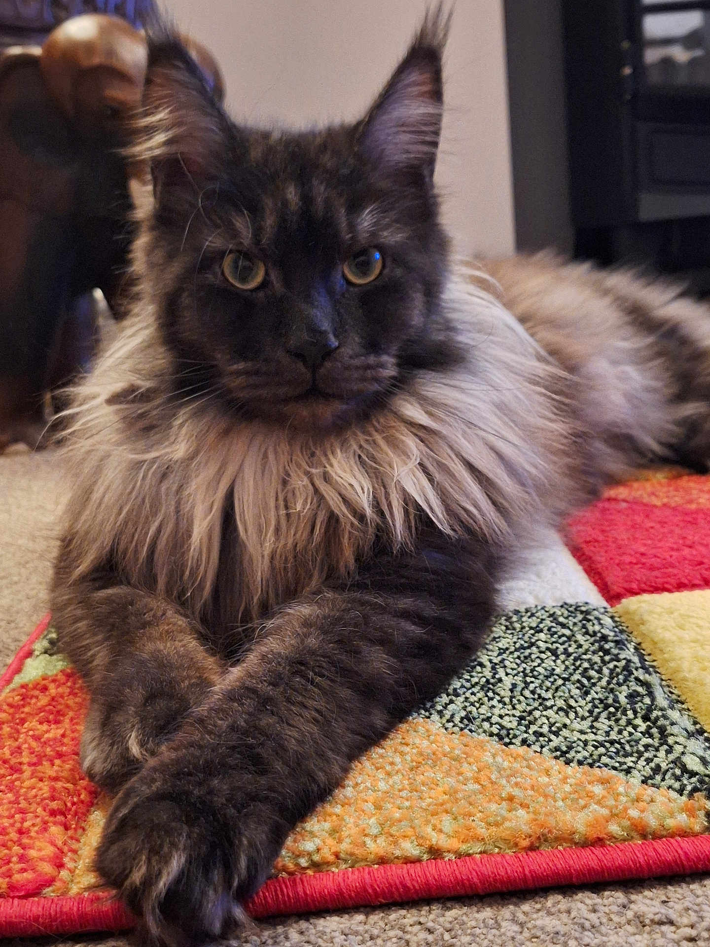 Boris joined the competition — help win amazing prizes! cat, long_hair, feline, indoor, carpet, patchwork_rug, close_up, relaxed, laying_down, focused_eyes, fluffy, pet, domestic_animal, mammal, whiskers, paws, fur, household, animal_portrait, cozy